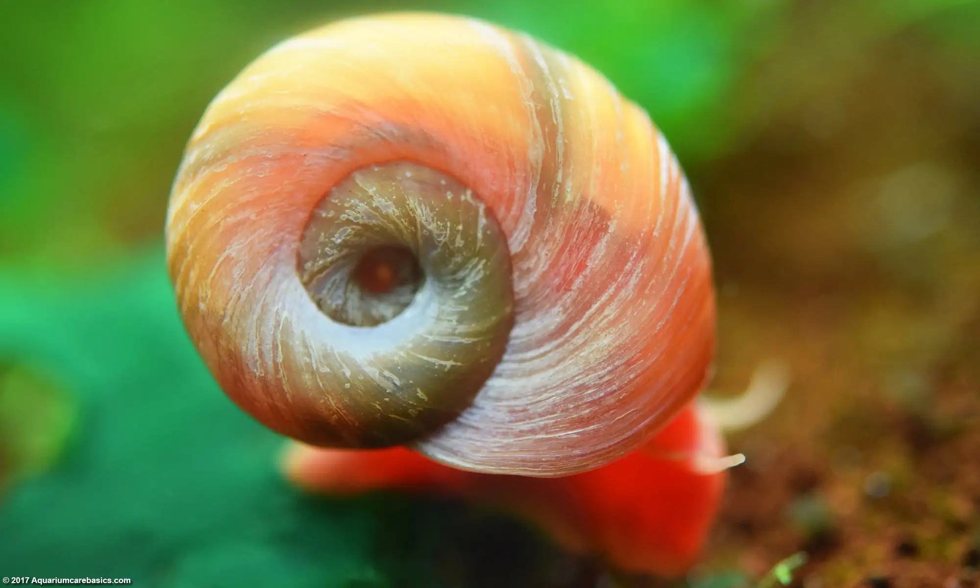 Ramshorn Snail